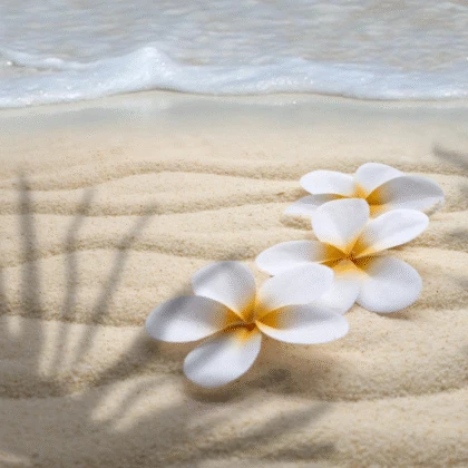two white flowers on the sand near the ocean